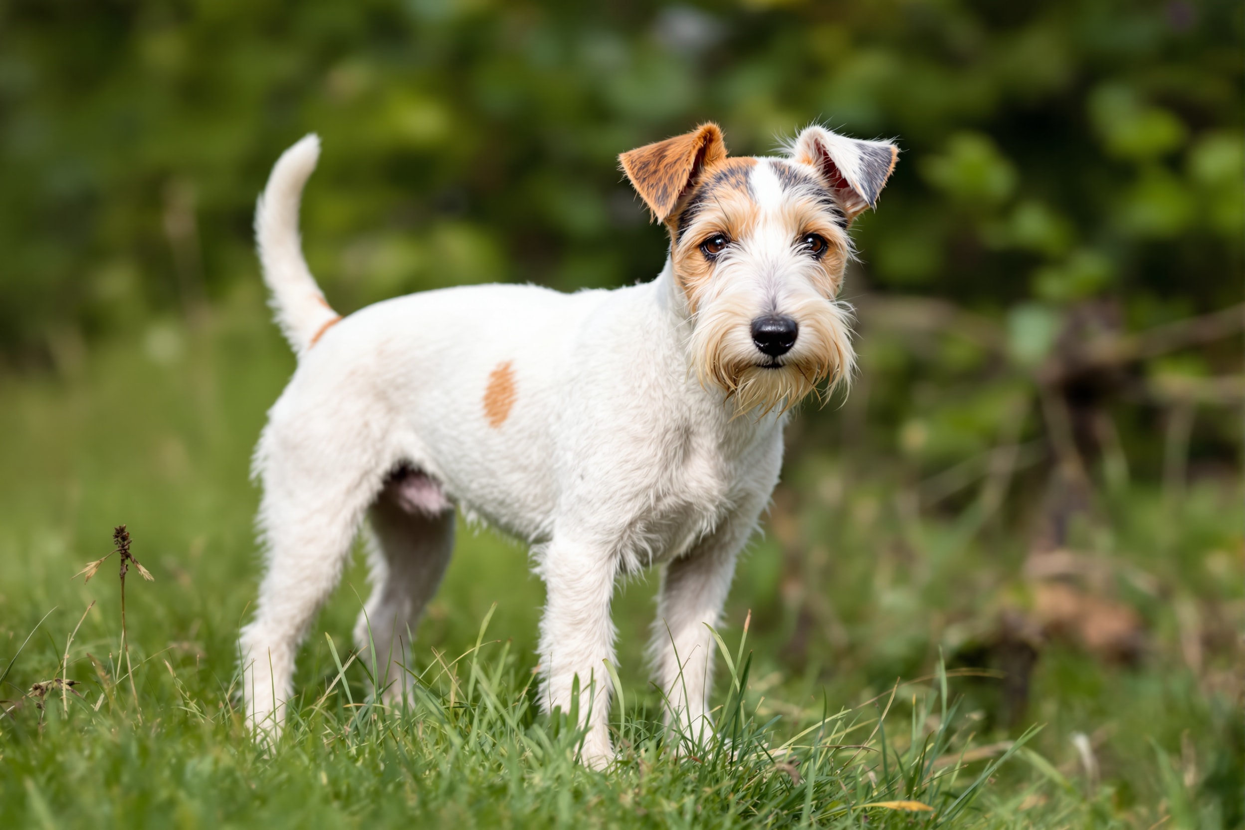 Jack Russell Terrier, a small white terrier with tan markings, alert on a grassy bank